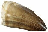 Fossil Mosasaur (Prognathodon) Tooth - Morocco #259981-1
